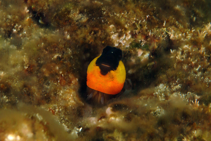 Microlipophrys canevae